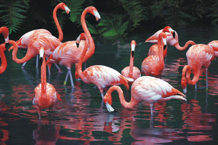 flamingos